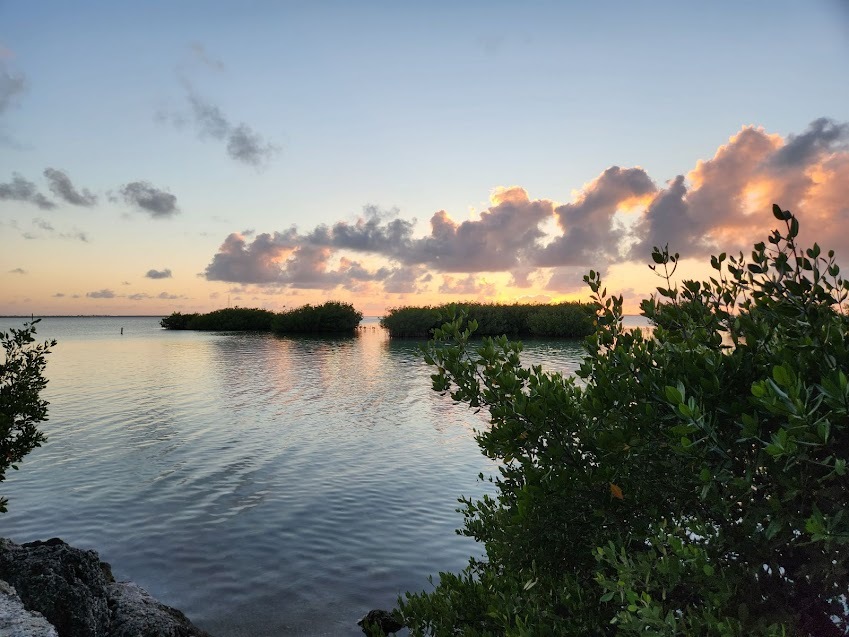 Florida Keys sunset and mangrove trees